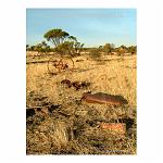 Rusty scrap metal scattered around a golden field. Western Australia.