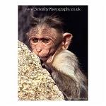Vunerable baby monkey hides behind a rock. Hampi, India