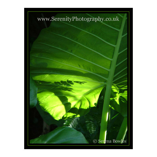 A huge leaf, decorated with the shadows of smaller leaves.